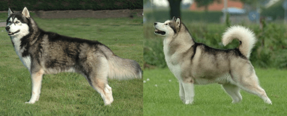 Husky_Malamute